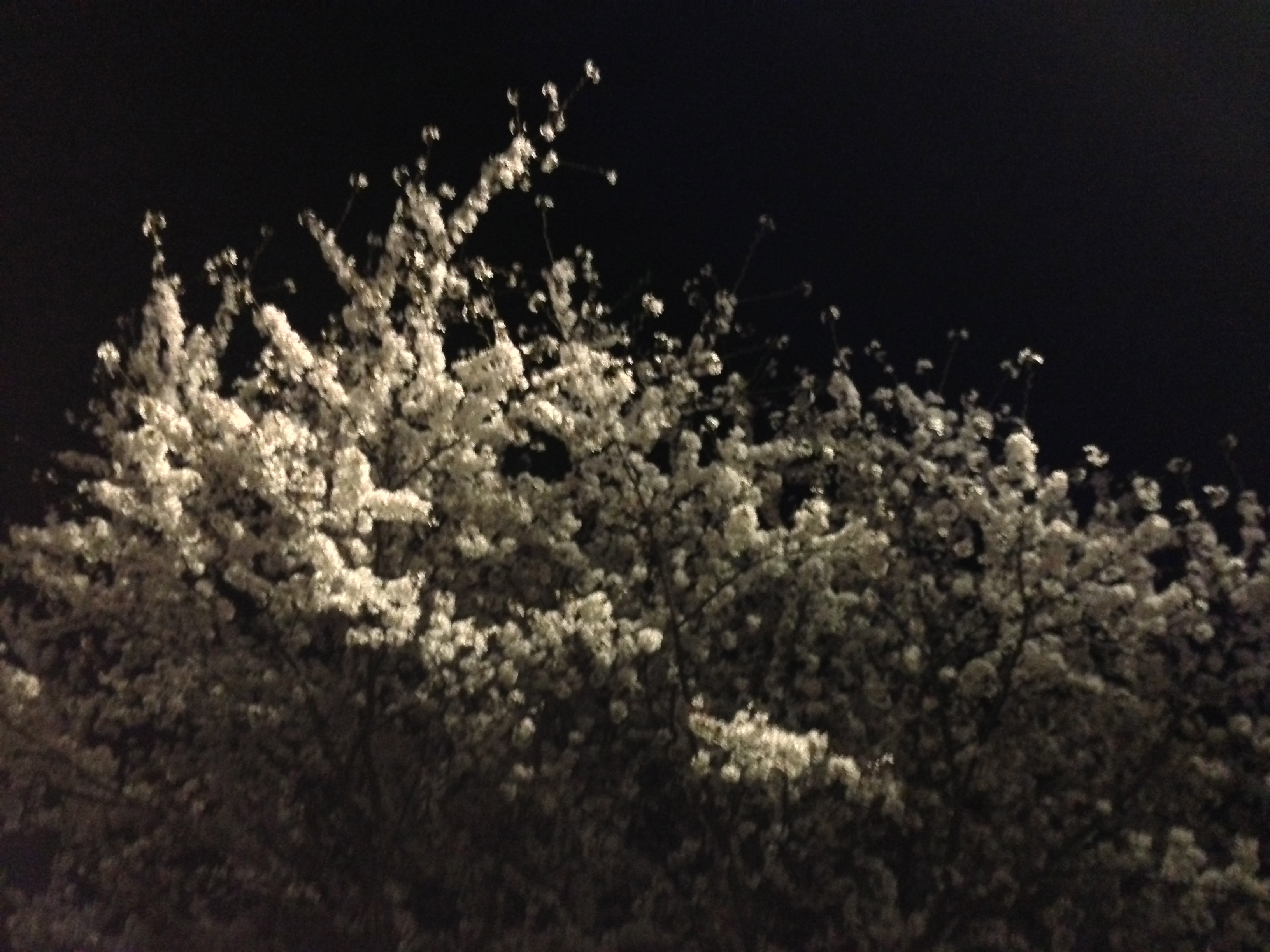 麻布の桜